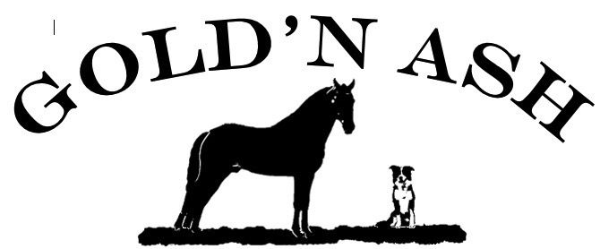                   Stallions, horse training and Bordercollie kennel. 